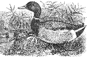 Sue's two ducks
