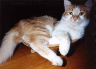 Picture of Cat in a Salad Bowl